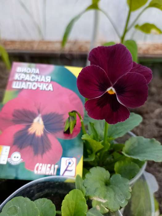 Фотография покупателя товара Семена цветов Виола "Красная Шапочка", 0,05 г - Фото 1