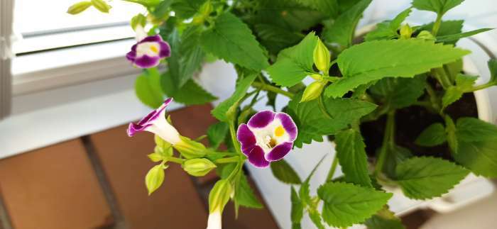 Фотография покупателя товара Семена цветов  Торения "Каваи Бургунди", 5 шт
