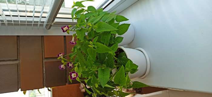 Фотография покупателя товара Семена цветов  Торения "Каваи Бургунди", 5 шт - Фото 3