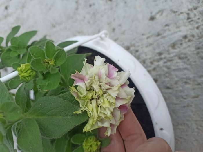 Фотография покупателя товара Семена цветов Петуния  махровая каскадная "Императрица",  F1, 10 шт