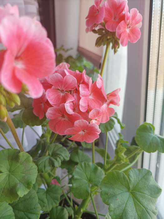 Фотография покупателя товара Семена цветов Пеларгония "Колорама ", смесь окрасок,0,03 г - Фото 8