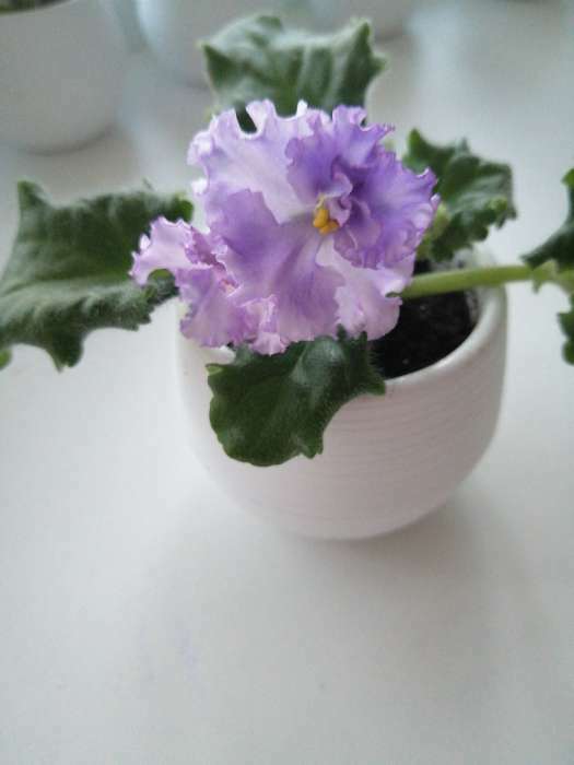 Фотография покупателя товара Горшок для цветов с поддоном «Япония», 125 мл, d=8 см, h=6,5 см, цвет фиолетовый - Фото 75