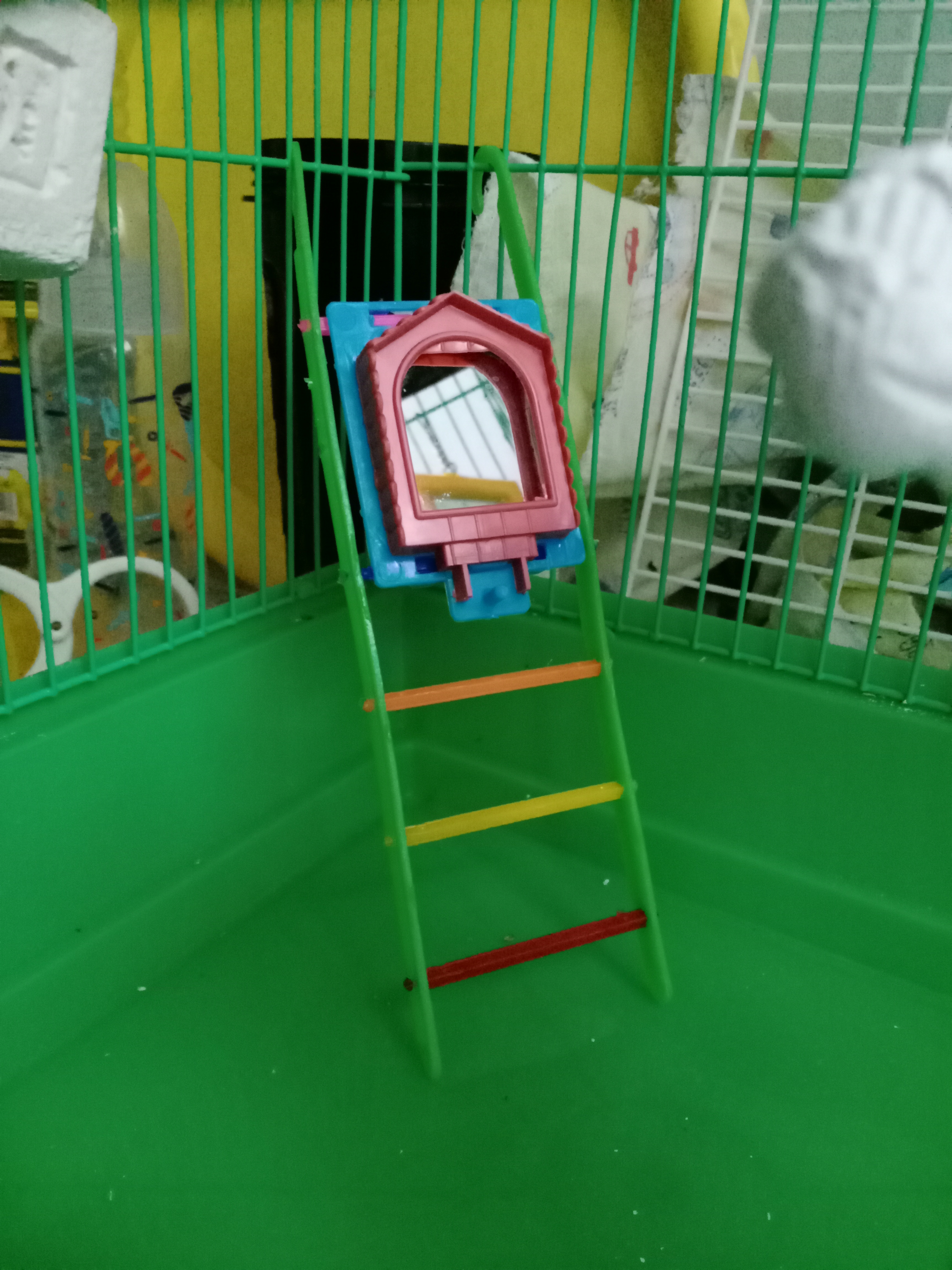 Фотография покупателя товара Игрушка для птиц лестница с зеркалом, микс цветов - Фото 4