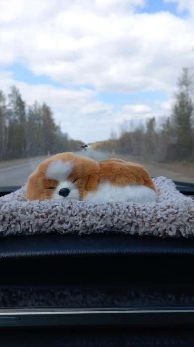 Фотография покупателя товара Игрушка на панель авто, собака на подушке, бело-рыжий окрас - Фото 1