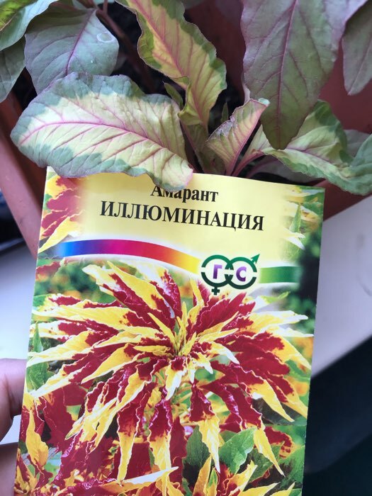 Фотография покупателя товара Семена цветов Амарант трехцветный "Иллюминация", 0,1 г - Фото 2