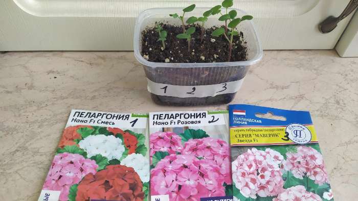 Фотография покупателя товара Семена цветов Пеларгония "Нано", "Cмесь", 3 шт - Фото 3