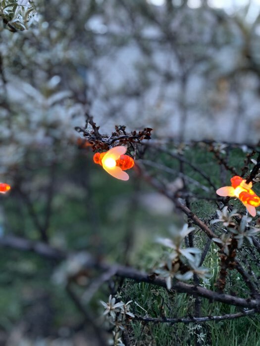 Фотография покупателя товара Гирлянда «Нить», 4.5 м, уличная, с насадками «Бабочка», IP44, 30 LED, 2 режима, солнечная батарея, тёмная нить, свечение синее/зелёное - Фото 23