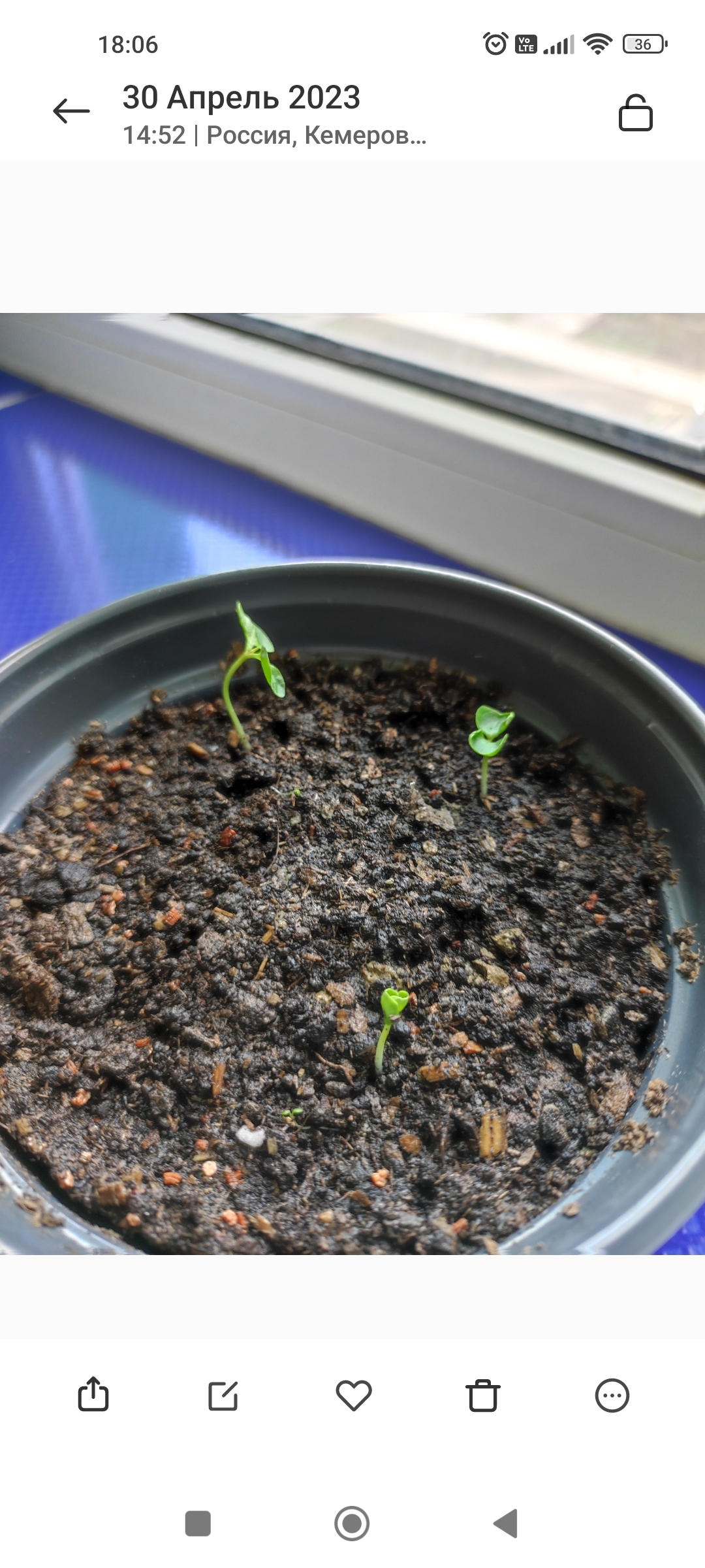 Фотография покупателя товара Семена комнатных цветов Гранат Карликовый, Мн, ц/п, 5 шт. - Фото 1