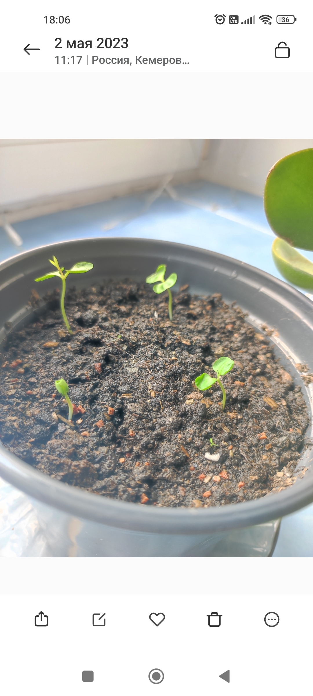 Фотография покупателя товара Семена комнатных цветов Гранат Карликовый, Мн, ц/п, 5 шт. - Фото 2