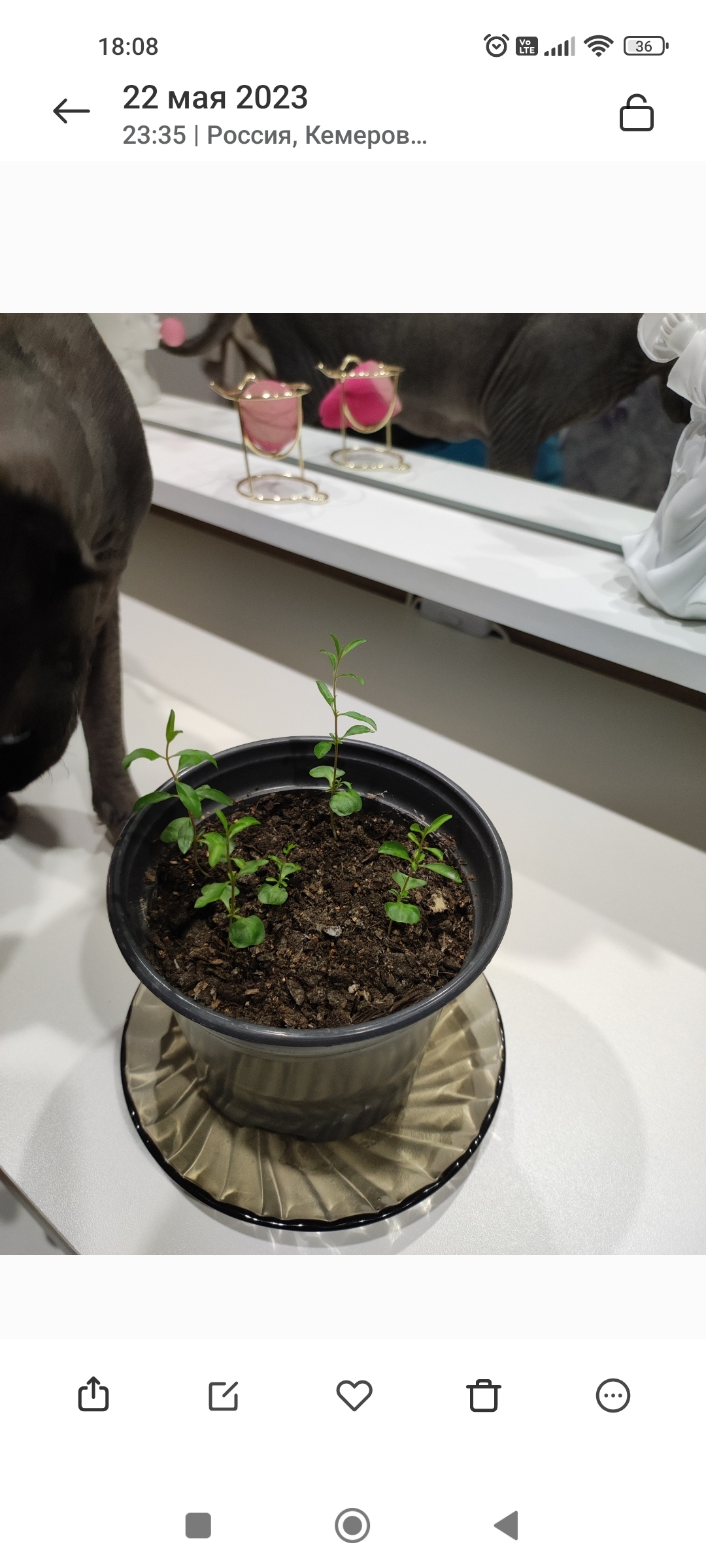 Фотография покупателя товара Семена комнатных цветов Гранат Карликовый, Мн, ц/п, 5 шт. - Фото 3