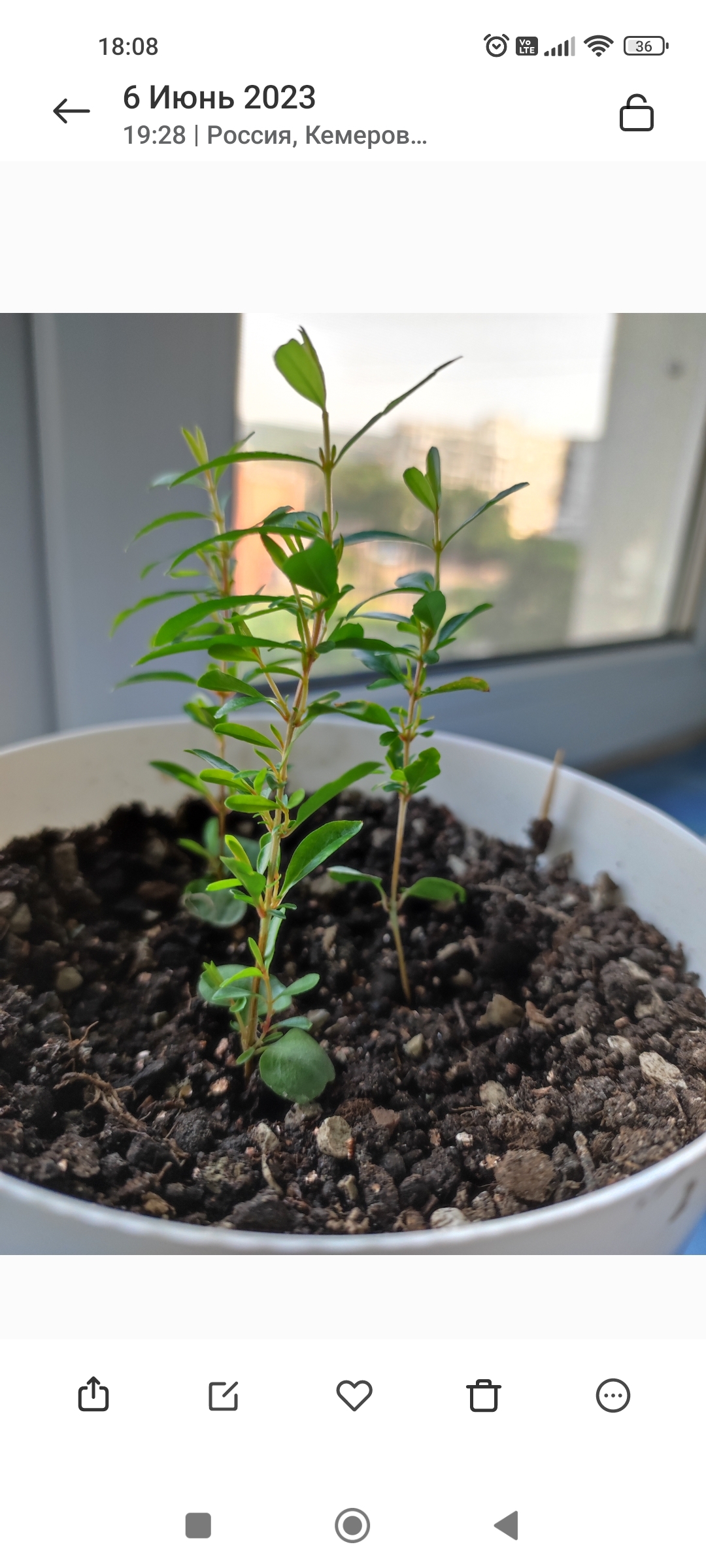 Фотография покупателя товара Семена комнатных цветов Гранат Карликовый, Мн, ц/п, 5 шт. - Фото 4