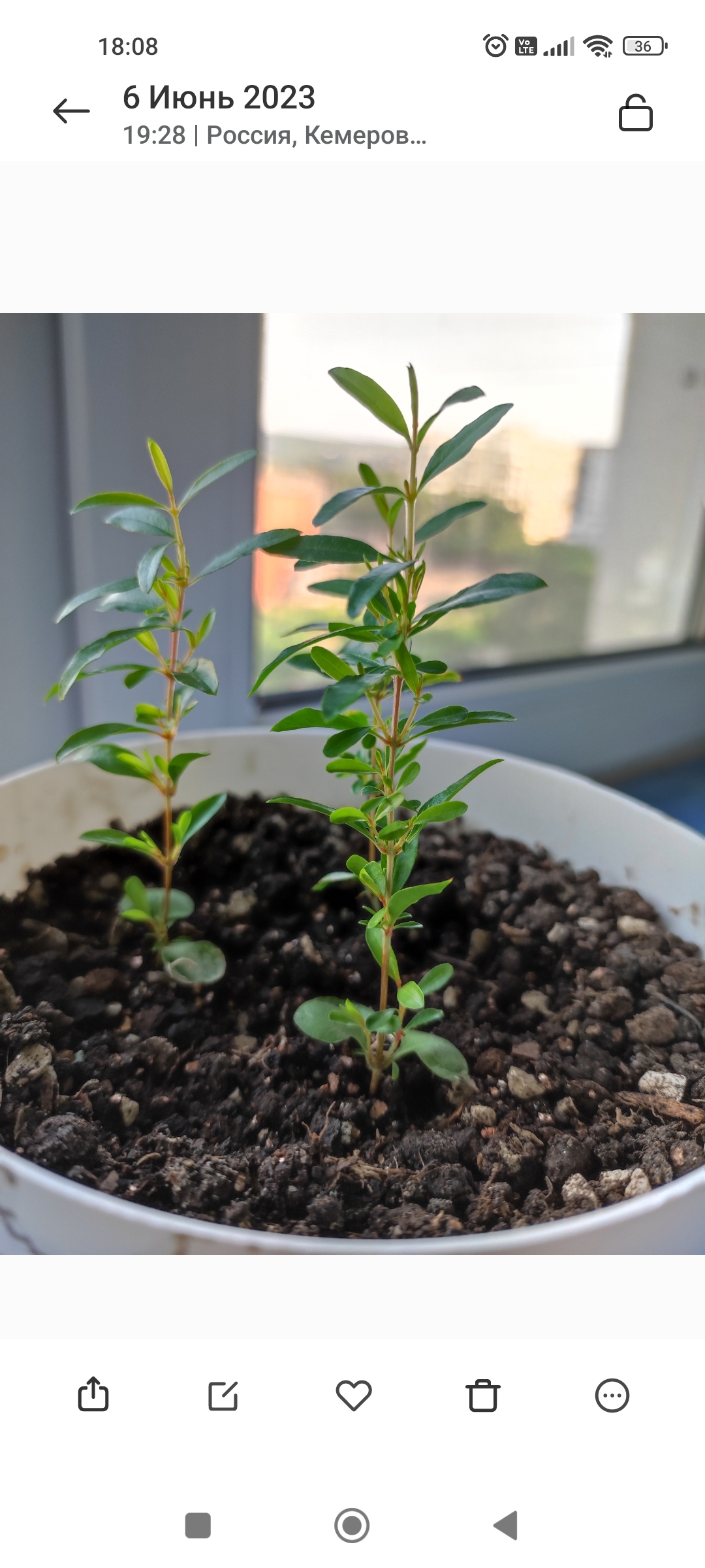 Фотография покупателя товара Семена комнатных цветов Гранат Карликовый, Мн, ц/п, 5 шт. - Фото 5