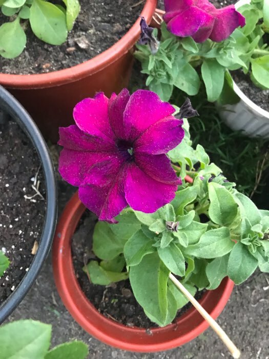 Фотография покупателя товара Семена цветов Петуния грандифлора "Аладдин Бордовая", 30 шт. - Фото 28