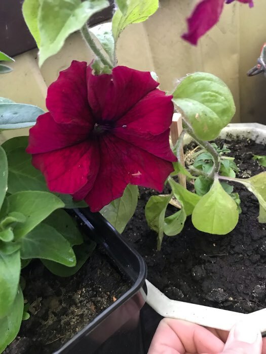 Фотография покупателя товара Семена цветов Петуния грандифлора "Аладдин Бордовая", 30 шт. - Фото 29