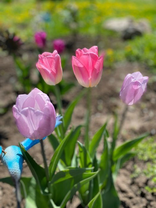Фотография покупателя товара Тюльпан простой ранний Кэнди Принц, р-р 11/12, 5 шт, Весна 2025 - Фото 1