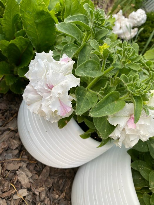 Фотография покупателя товара Семена цветов Петуния махровая крупноцветковая Бархатный сезон F1, смесь, О, 10шт - Фото 10