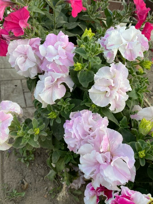 Фотография покупателя товара Семена цветов Петуния махровая крупноцветковая Бархатный сезон F1, смесь, О, 10шт - Фото 11