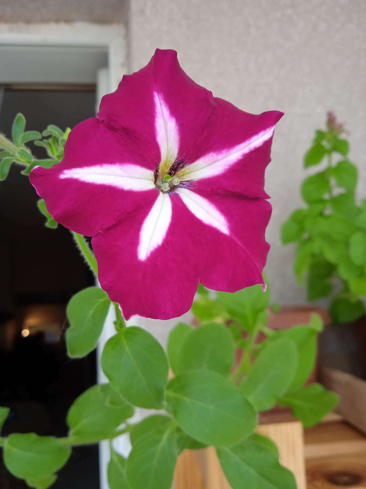 Фотография покупателя товара Семена цветов Петуния Ампельная лавина Арлекино F1, О, 10шт - Фото 2