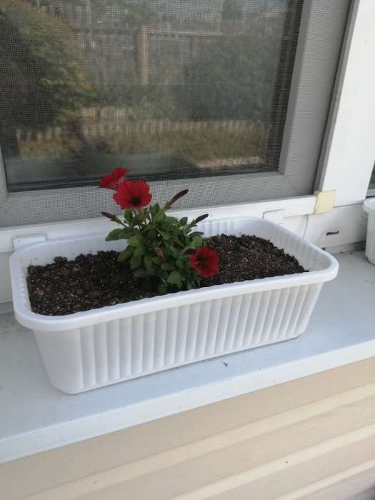 Фотография покупателя товара Ящик для цветов, 28.5×15.5×8.5 см, 2.5 л, пластик, зелёный, Greengo - Фото 11