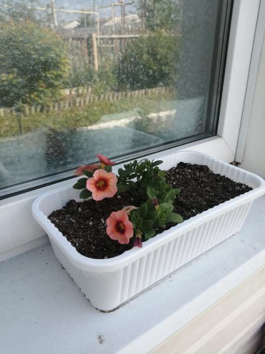 Фотография покупателя товара Ящик для цветов, 28.5×15.5×8.5 см, 2.5 л, пластик, зелёный, Greengo - Фото 12