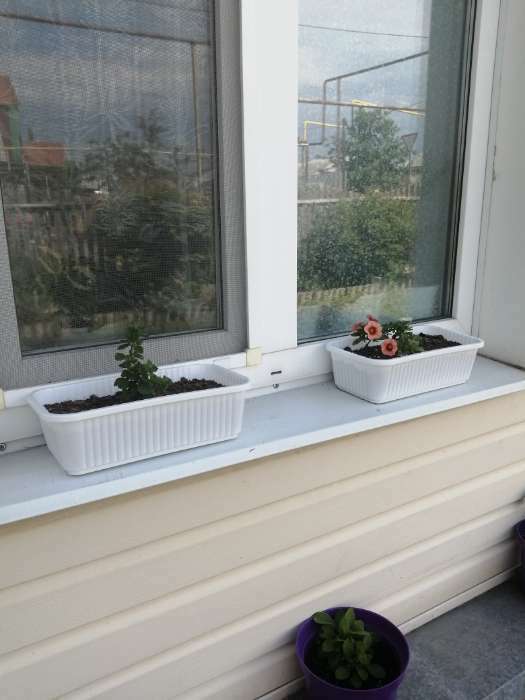 Фотография покупателя товара Ящик для цветов, 28.5×15.5×8.5 см, 2.5 л, пластик, зелёный, Greengo - Фото 13