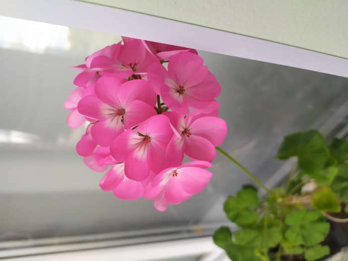 Фотография покупателя товара Семена цветов Пеларгония "Маверик Стар", F1, 4 шт - Фото 4