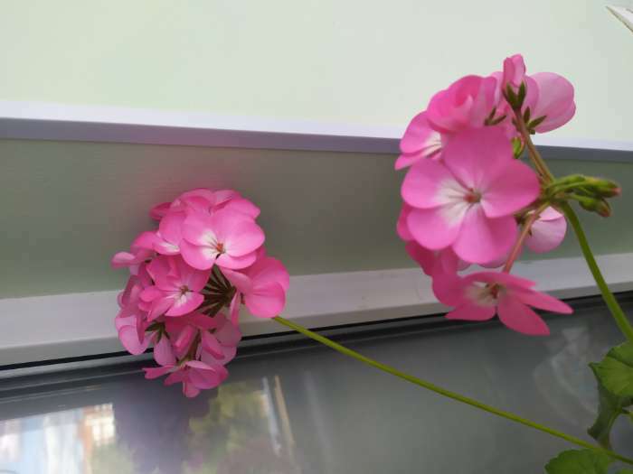 Фотография покупателя товара Семена цветов Пеларгония "Маверик Стар", F1, 4 шт - Фото 3