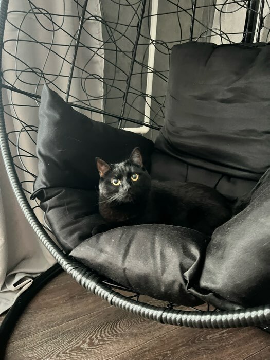 Фотография покупателя товара Подвесное кресло SEVILLA черное, бордовая подушка, стойка - Фото 4