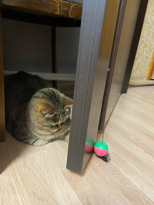 Фотография покупателя товара Шарик для кошек на присоске с бубенчиком, 4 см, красная/зеленая - Фото 1