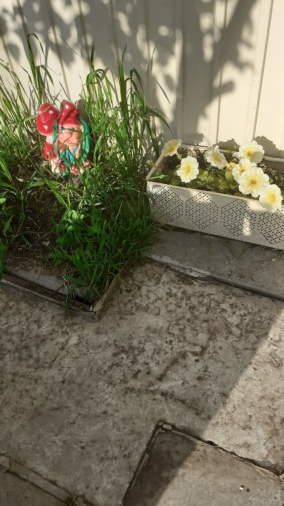 Фотография покупателя товара Садовая фигура "Гном с грибочками", разноцветная, 26 см - Фото 1