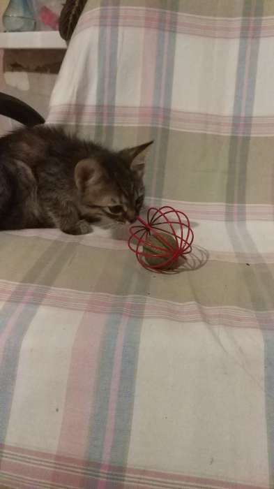 Фотография покупателя товара Шарик для кошек «Мята в шаре», прессованная мята - Фото 1