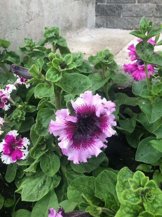 Фотография покупателя товара Семена цветов Петуния «Штрихи к портрету», О, 10 шт. - Фото 11