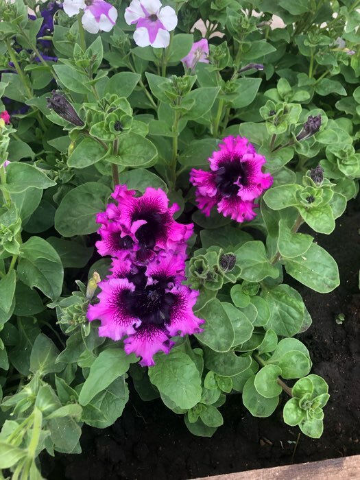 Фотография покупателя товара Семена цветов Петуния «Штрихи к портрету», О, 10 шт. - Фото 10