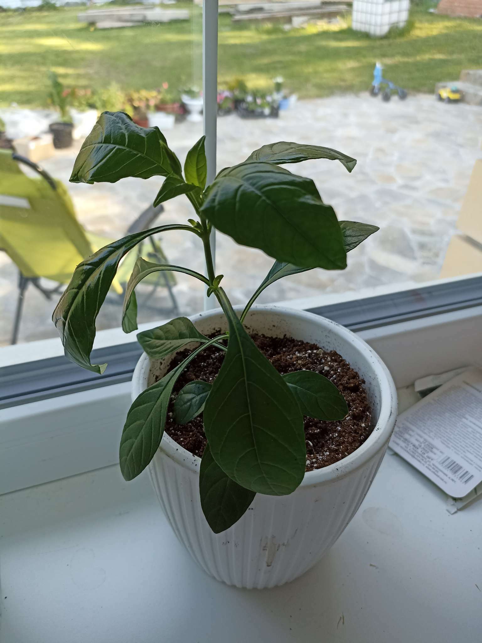 Фотография покупателя товара Семена цветов Кроссандра "Тропик красная", ц/п,  3 шт. - Фото 3