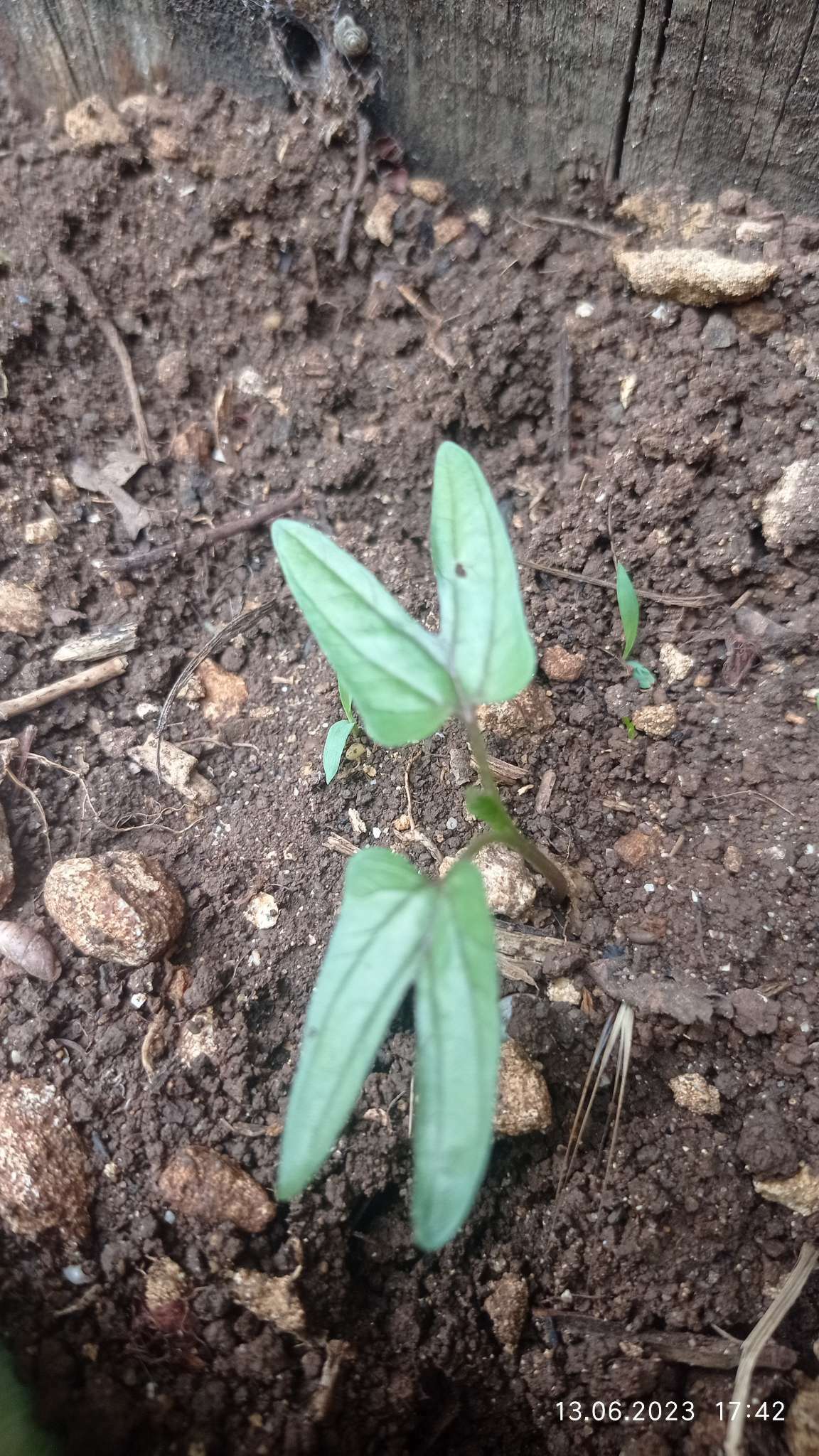 Фотография покупателя товара Выведенный товар №1 - Фото 1