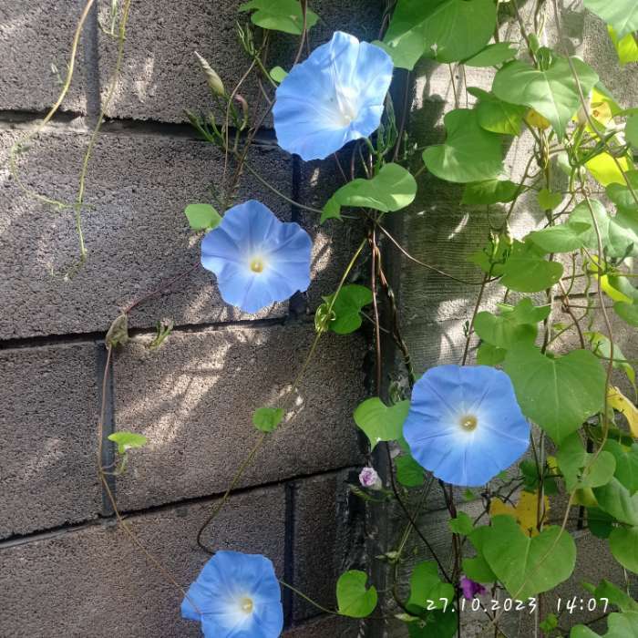 Фотография покупателя товара Выведенный товар №1 - Фото 2