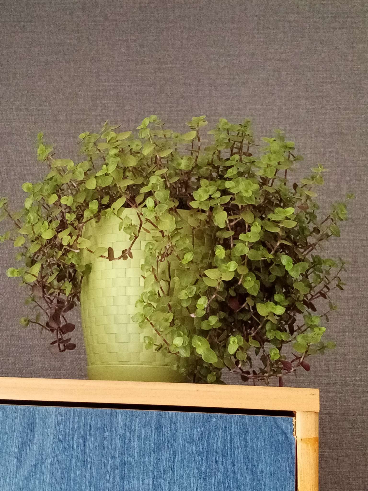 Фотография покупателя товара Горшок для цветов с поддоном «Ротанг», 2 л, цвет оливковый