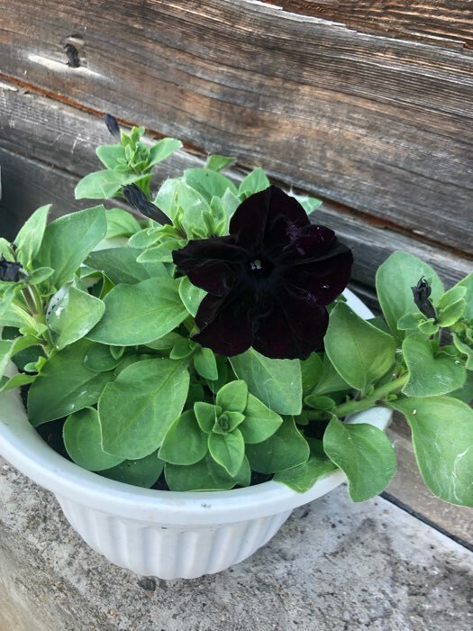 Фотография покупателя товара Семена Петуния Софистика черная F1 крупноцветковая, 4 шт., - Фото 9