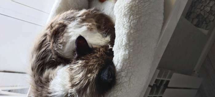Фотография покупателя товара Лежанка для собак и кошек "Уют", мягкий мех, 50 х 42 х 11 см, молочная - Фото 25