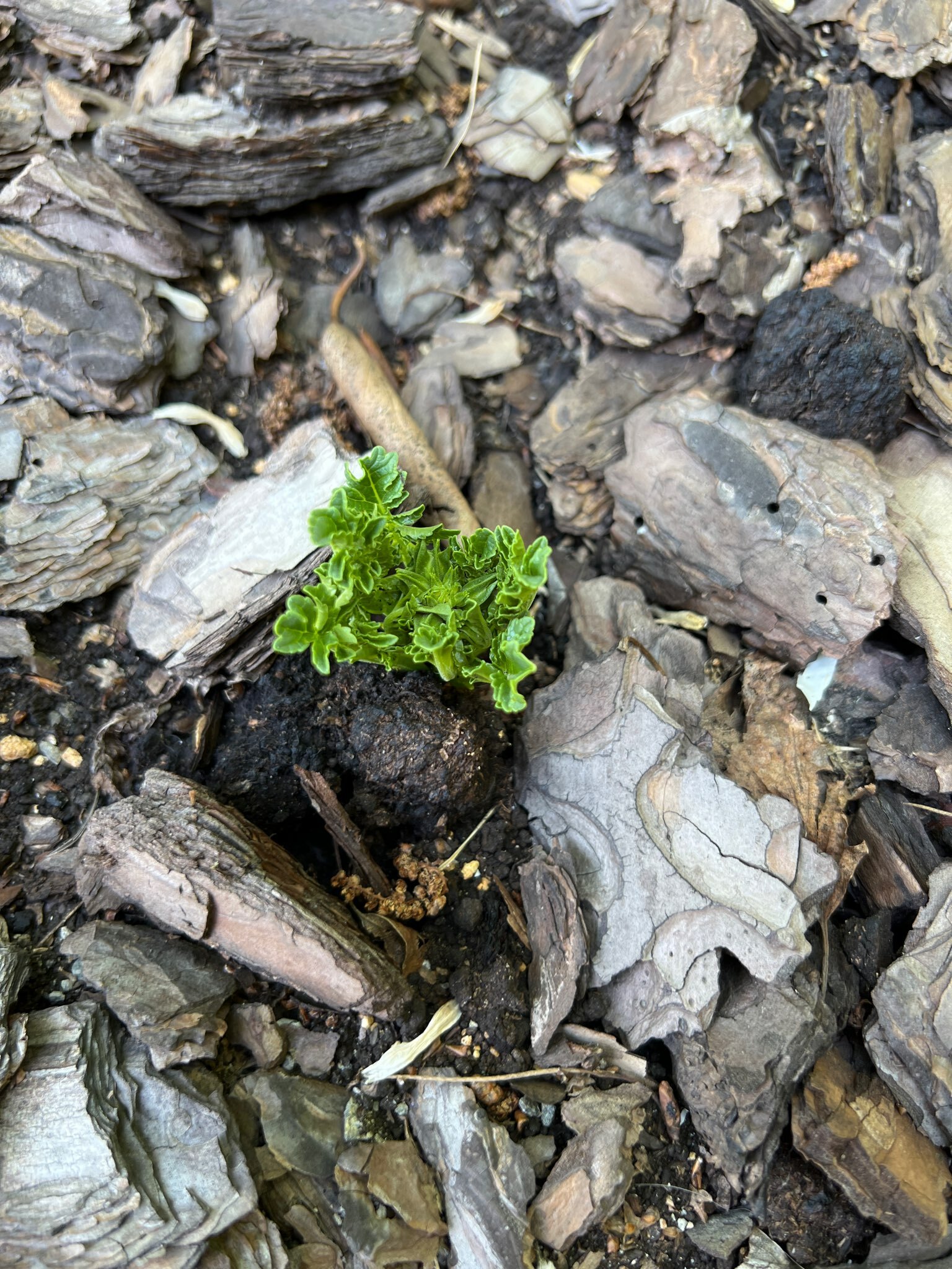 Фотография покупателя товара Инкарвиллея Делавея Сноутоп 3 шт., р-р I, Весна 2026 - Фото 3