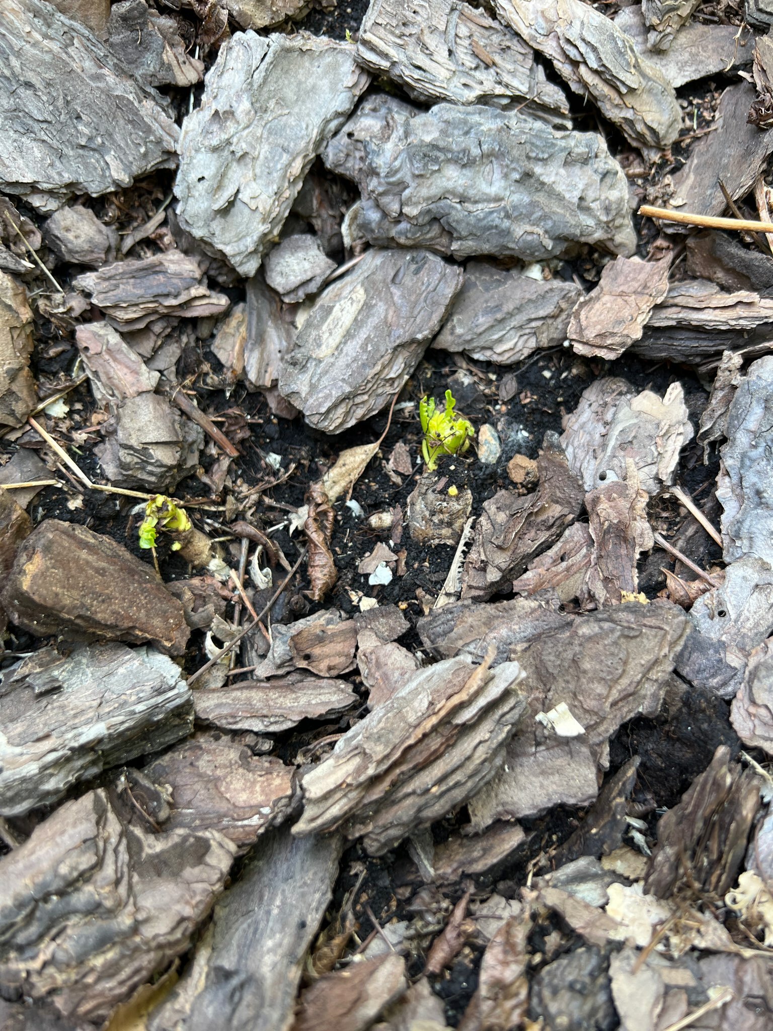 Фотография покупателя товара Инкарвиллея Делавея Сноутоп 3 шт., р-р I, Весна 2026 - Фото 4