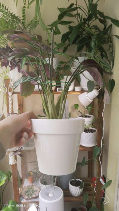 Фотография покупателя товара Кашпо для цветов со вставкой «Порто», 1 л, цвет белый