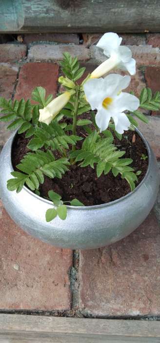 Фотография покупателя товара Инкарвиллея Делавея Сноутоп 3 шт., р-р I, Весна 2026 - Фото 1