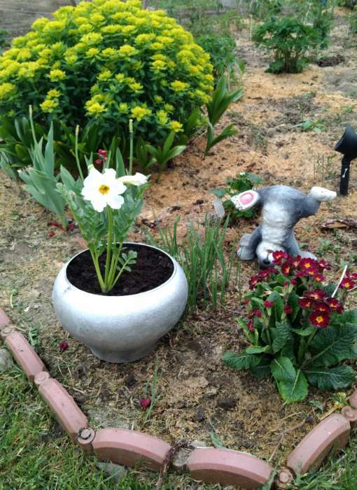 Фотография покупателя товара Инкарвиллея Делавея Сноутоп 3 шт., р-р I, Весна 2026 - Фото 2