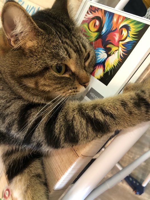 Фотография покупателя товара Картина по номерам «Радужный кот» 40х50 см - Фото 4