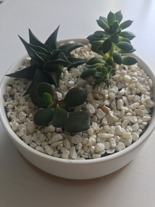 Фотография покупателя товара Горшок для кактусов и суккулентов «Эко Бонсай» керамический, 800 мл, 17×7 см, с деревянной подставкой, белый - Фото 1