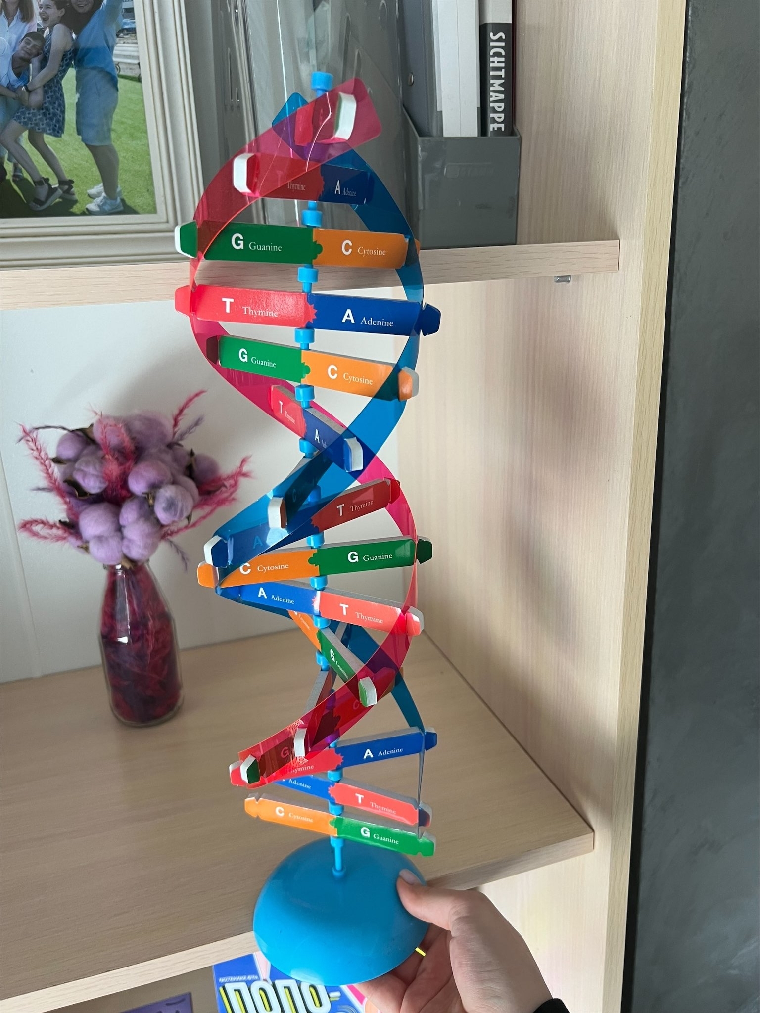 Фотография покупателя товара Набор для опытов «Молекула ДНК» - Фото 1