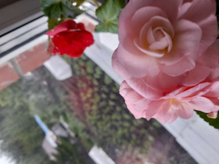 Фотография покупателя товара Семена цветов Эустома махровая "Велюр", розовая, F1, в ампуле, 0,005 г. - Фото 7