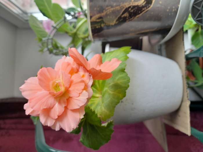 Фотография покупателя товара Семена цветов Эустома махровая "Велюр", розовая, F1, в ампуле, 0,005 г. - Фото 8