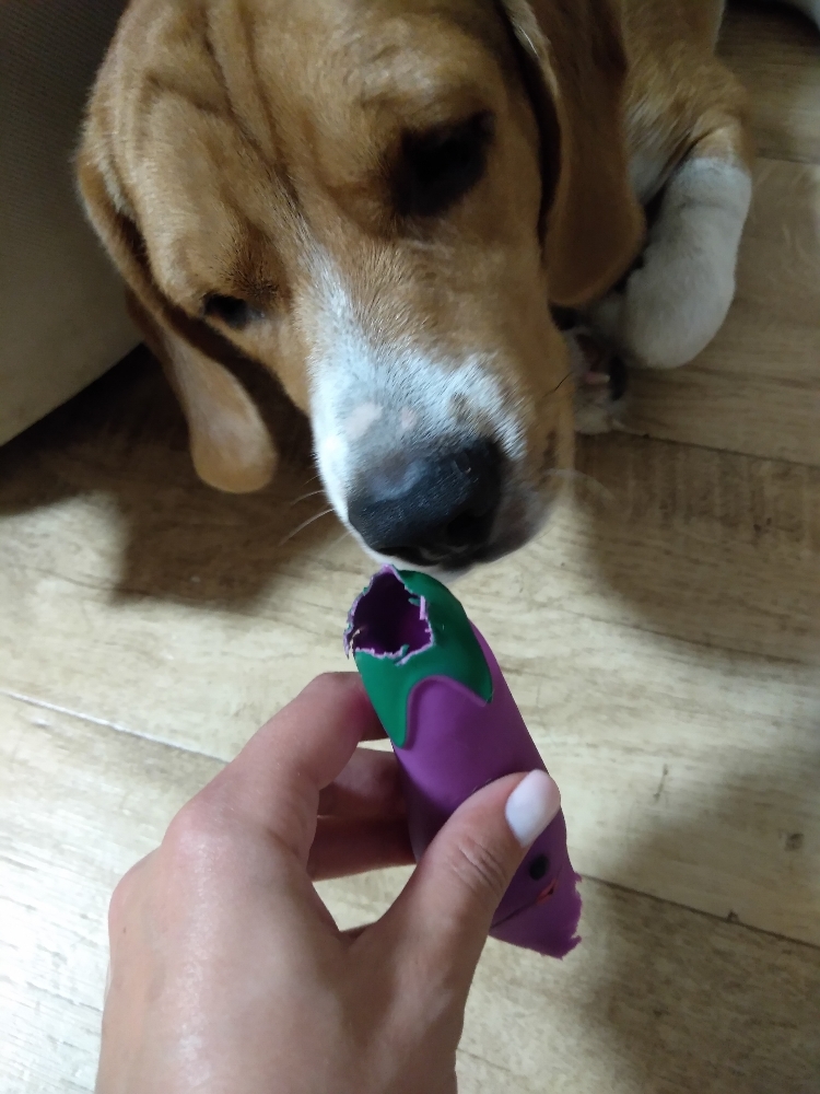 Фотография покупателя товара Игрушка пищащая "Баклажан" для собак, 13,5 см, фиолетовая - Фото 2